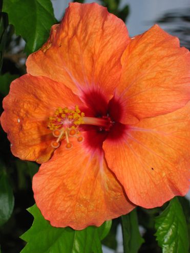 056 hibiscus orange - Copie